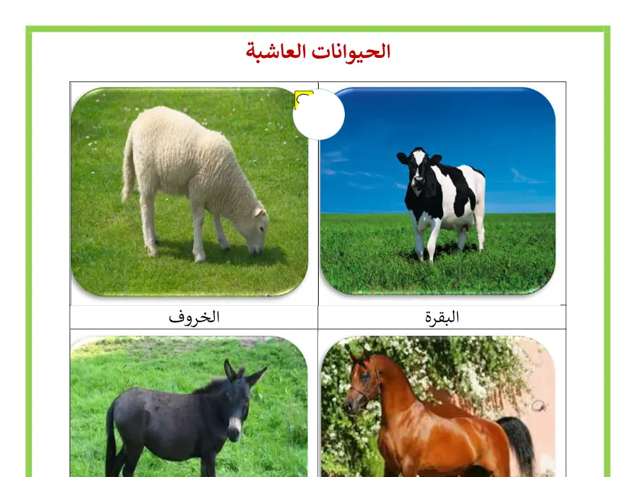 السنة الأولى ابتدائي: بحث الإيقاظ العلمي (الموضوع 23)