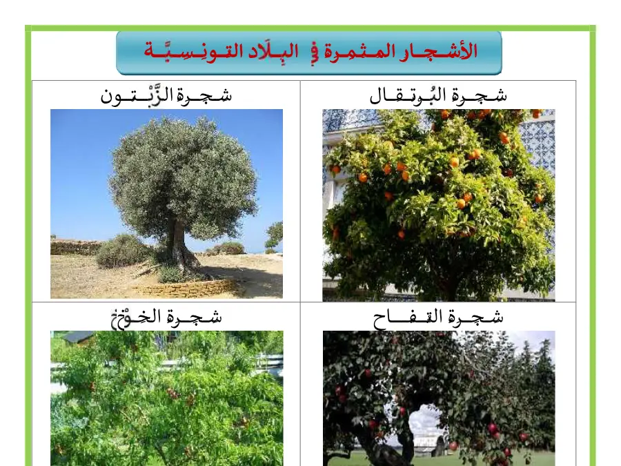 السنة الأولى ابتدائي: بحث مدرسي الإيقاظ العلمي (الموضوع الثالث)