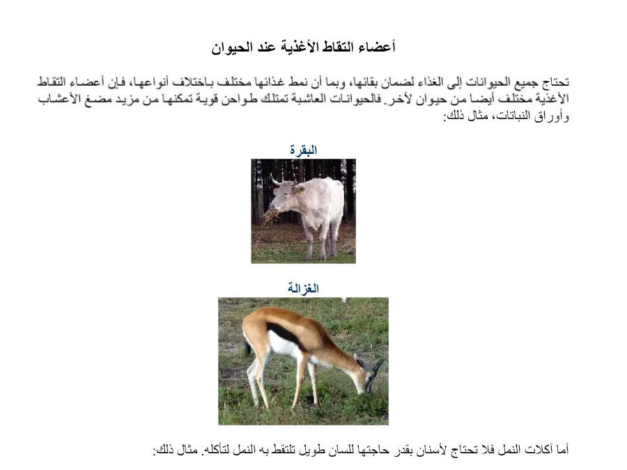 بحث مدرسي الإيقاظ العلمي السنة الثانية ابتدائي – النموذج الأول