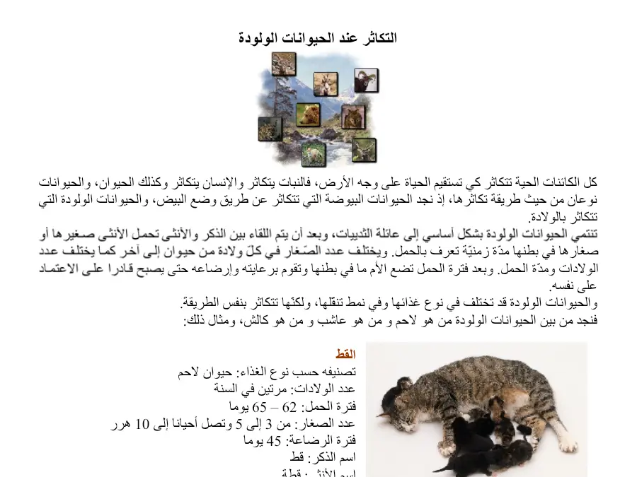 عرض الإيقاظ العلمي السنة الثالثة ابتدائي – النموذج 24