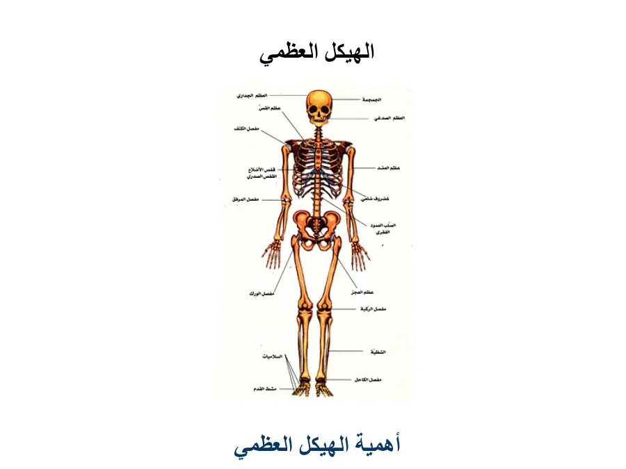 نموذج 17: عرض الإيقاظ العلمي السنة الخامسة ابتدائي