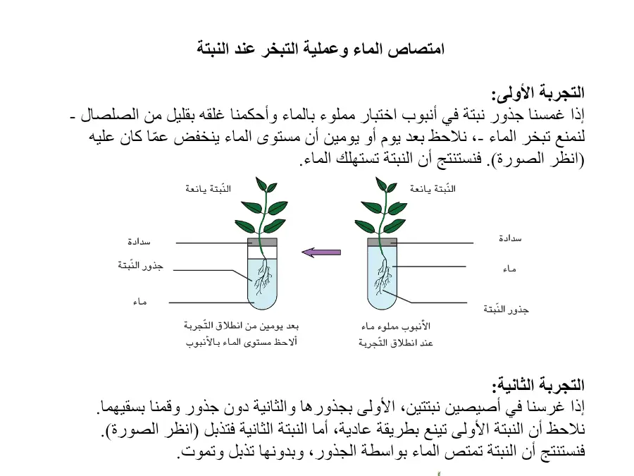 عرض الإيقاظ العلمي السنة الخامسة ابتدائي – نموذج 18