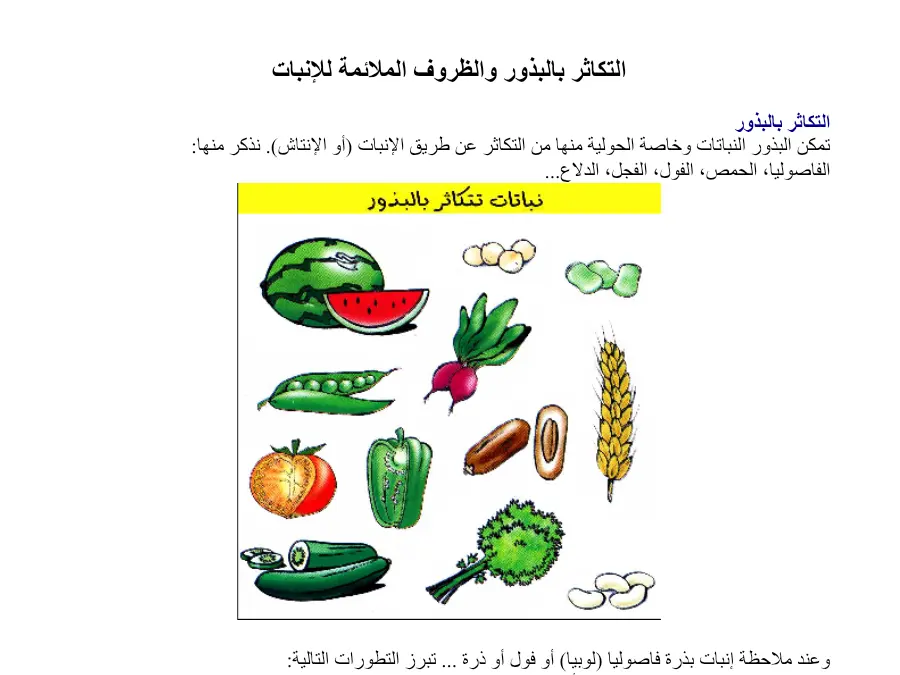 عرض الإيقاظ العلمي السنة الخامسة ابتدائي – النموذج 43