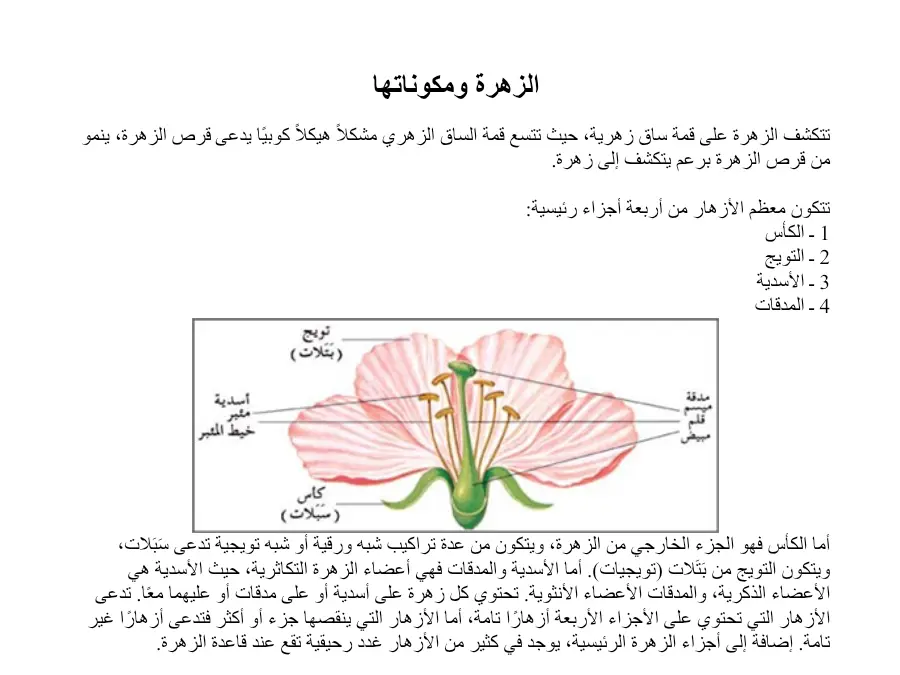 الإيقاظ العلمي – بحث لتلاميذ السنة السادسة ابتدائي رقم 40