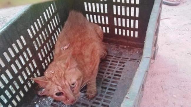 بالصور: الحماية المدنية تنقذ قطا سقط في بئر منذ اكثر من سنة بالقصرين